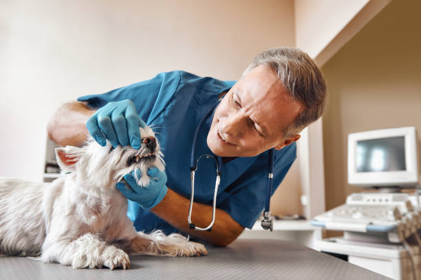  Pennville, PA Emergency Dentist Pros
